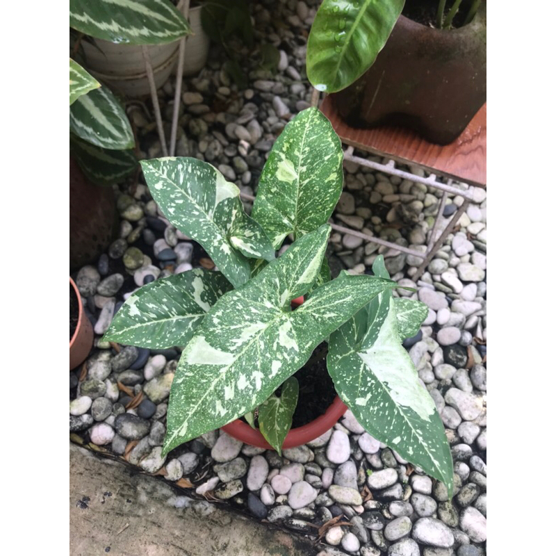 Syngonium Panda Galaxy