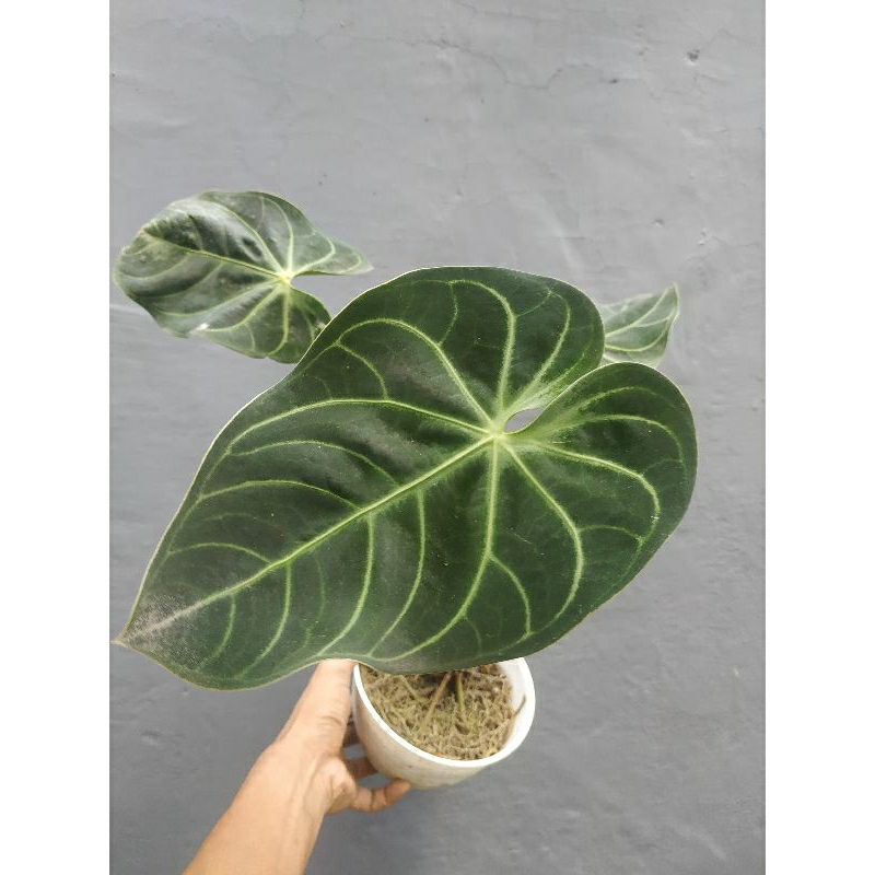 anthurium regale sunda