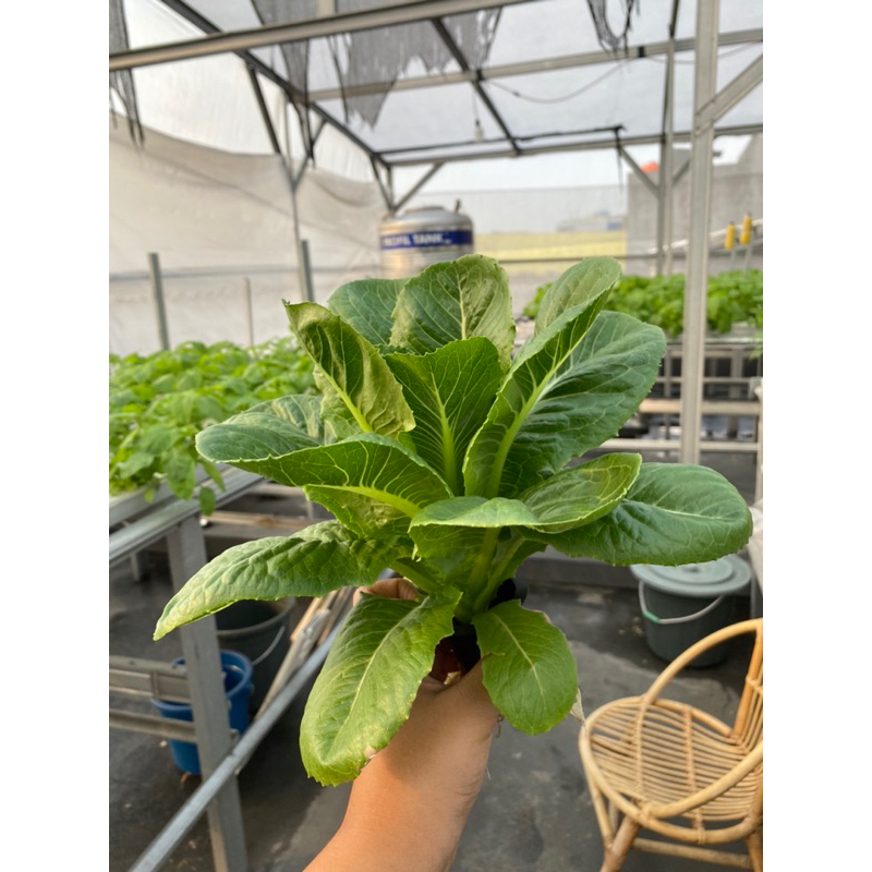 

Selada Romain Hijau Hidroponik-Green Romaine Hydroponic