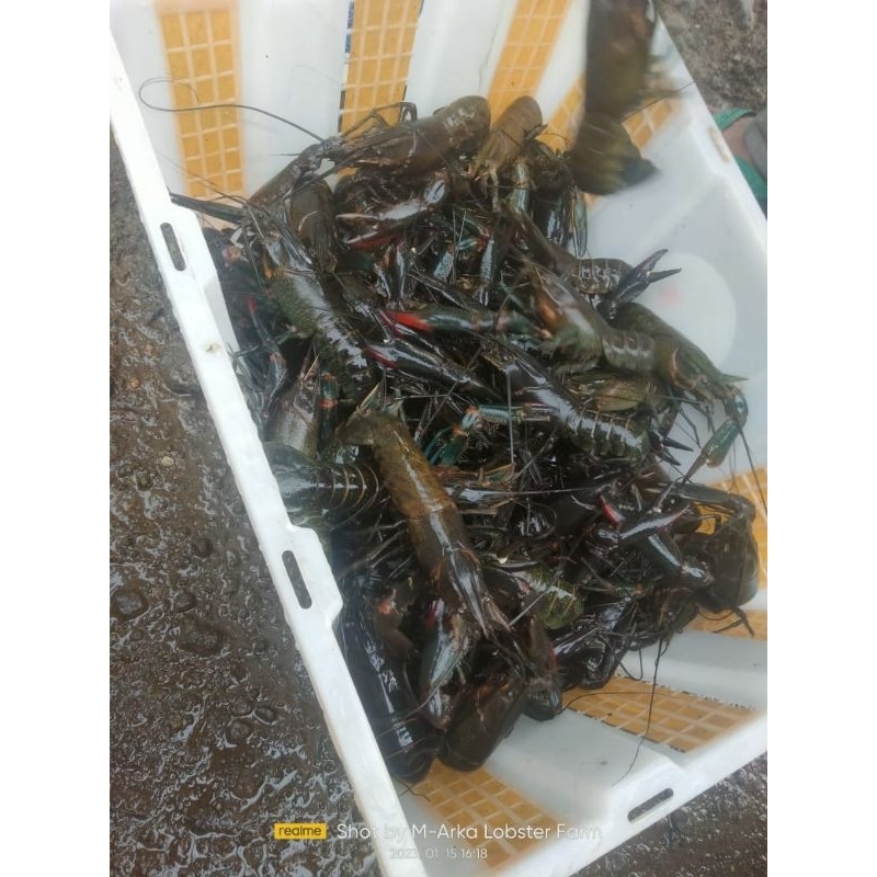Lobster konsumsi dalam keadaan hidup / kg