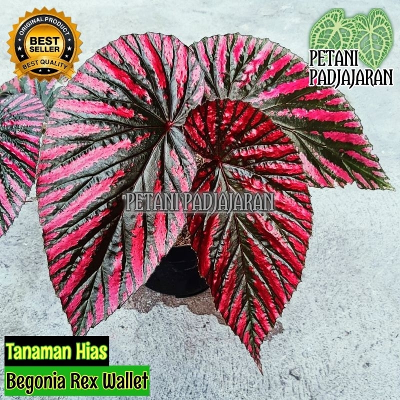 Tanaman Hias Begonia Rex Wallet - Begonia Rex Wallet