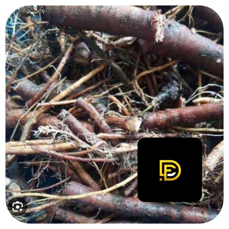 

Akar putri malu akar daun putri malu segar 250 gram-az