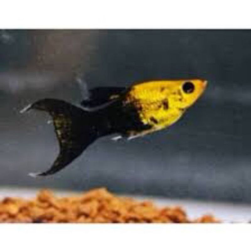 MOLLY BALON GOLDEN BLACK isi 10