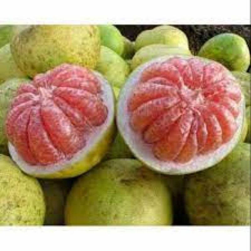 

jeruk bali merah