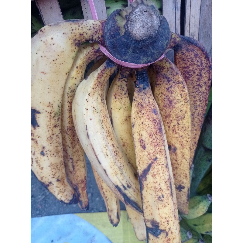 Pisang tanduk / candi sisir