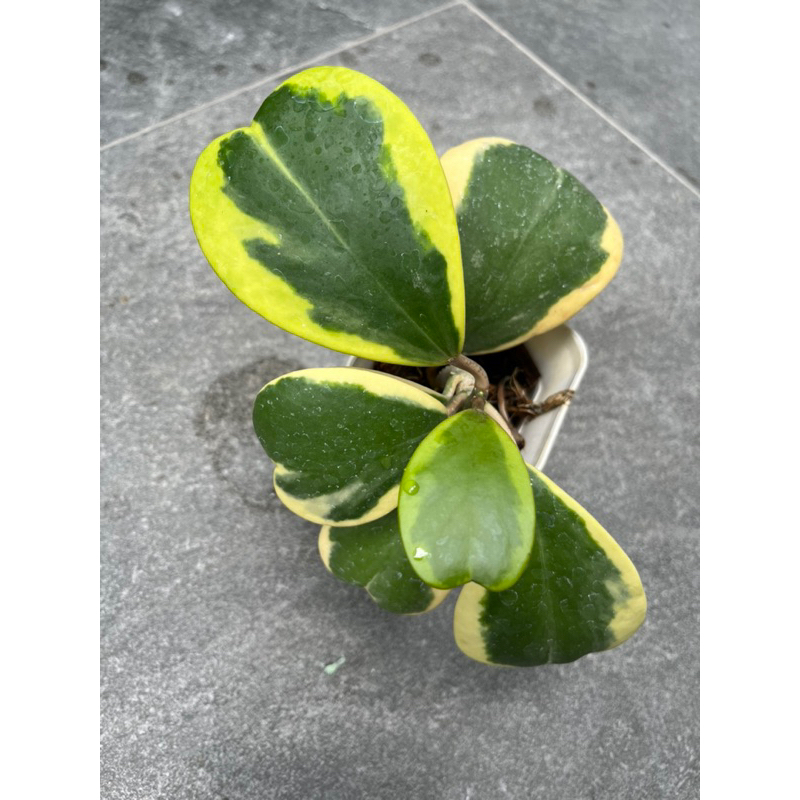 Tanaman Hias Hoya kerii Var rimbun