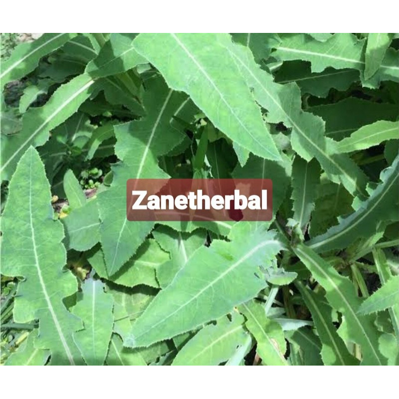 

Daun tempuyung segar 500 gram GRATIS daun kumis kucing-az