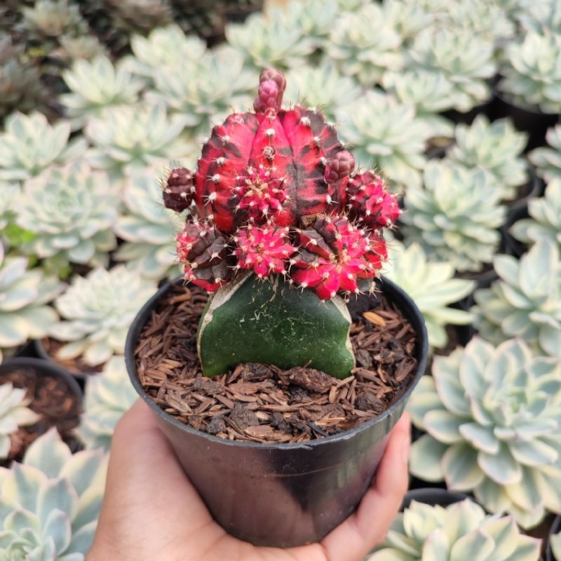 Grafting Gymnocalycium Black Pink | DP 10 Cm | Kaktus