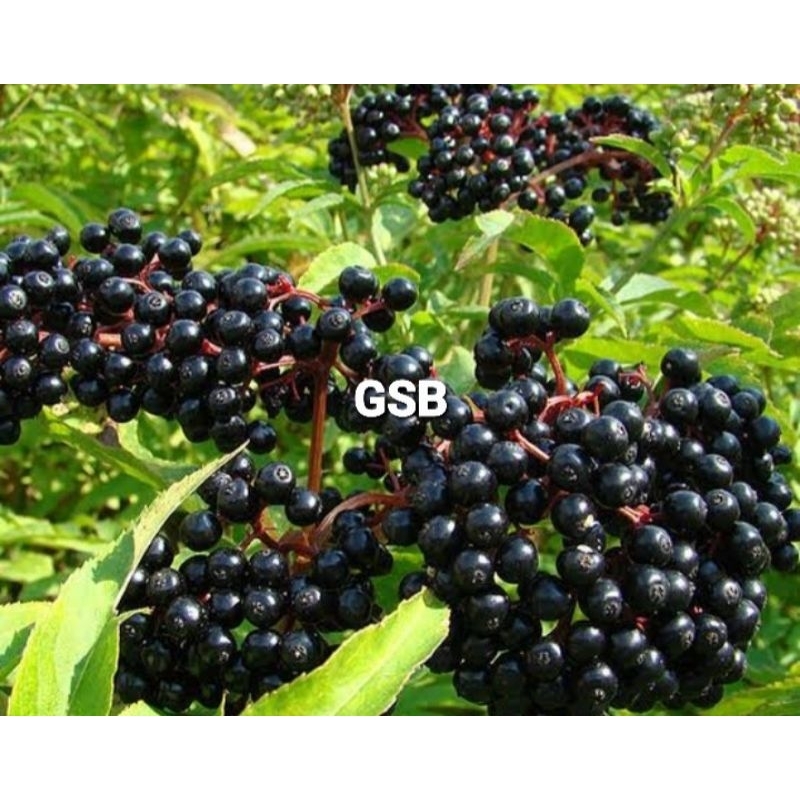 

Buah sangitan segar petik langsung buah sambucus javanica