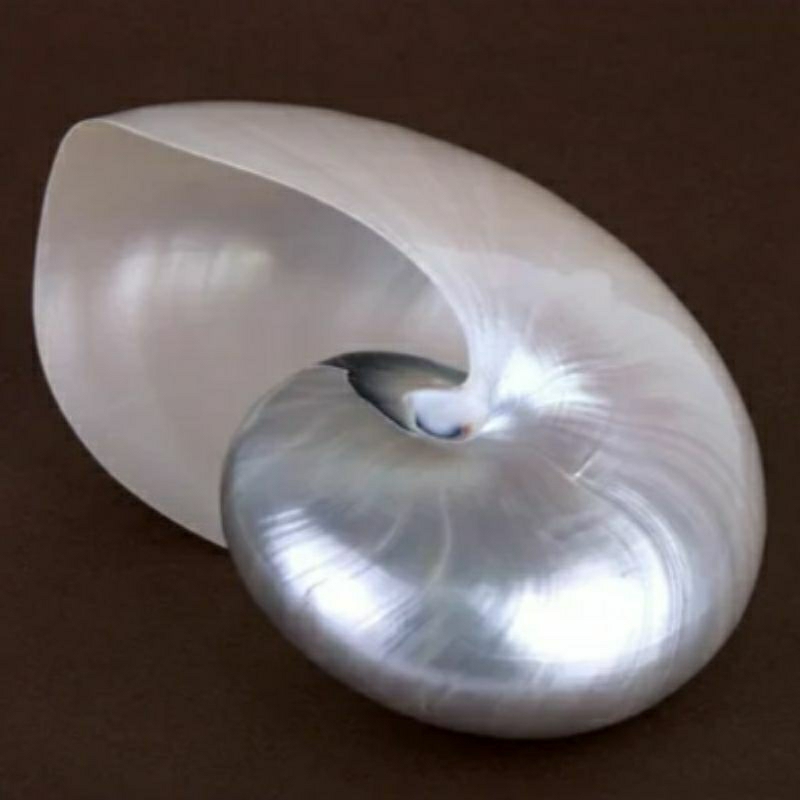 CANGKANG KERANG KOLEKSI JUMBO CANGKANG UKURAN BESAR