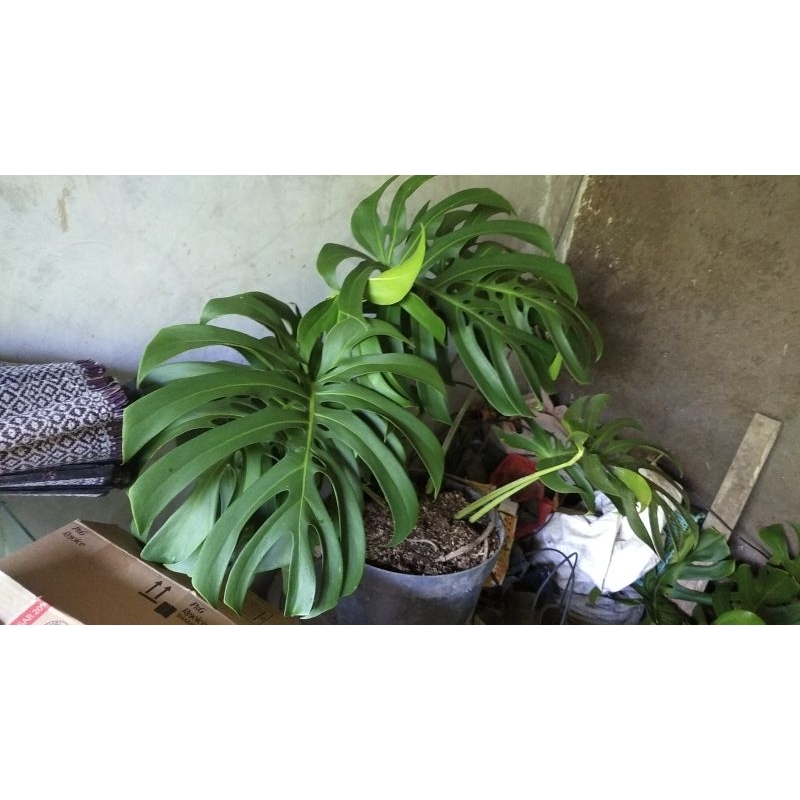 monstera king anakan