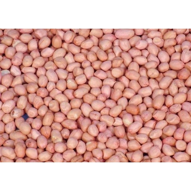 

Kacang Tanah Kulit ari