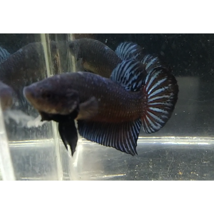 Cupang Bagan Black King Mental Baja Aduan Indukan Koleksi Pribadi Real Pict Sesuai Foto