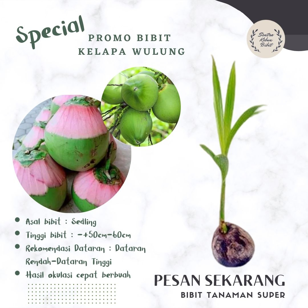BIBIT KELAPA WULUNG/KELAPA HIJAU ASLI SUPER GENJAH