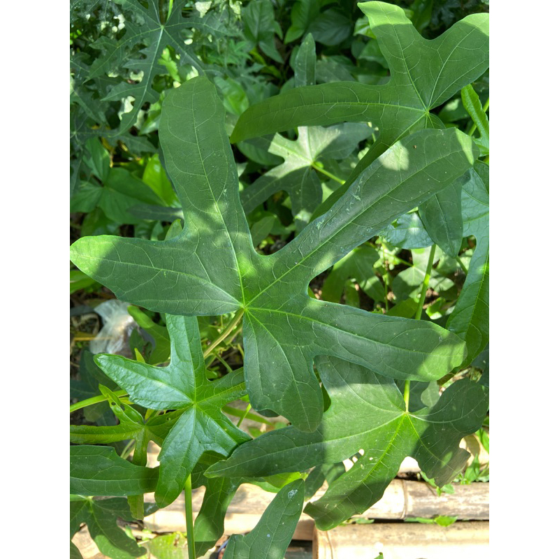 

Daun gedi segar petik langsung kirim-az