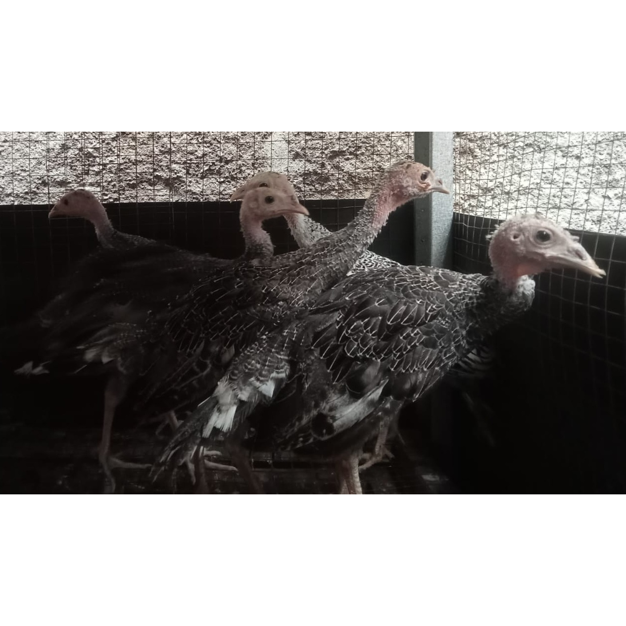 Ayam kalkun usia 3 bulan ( real foto dan vidio )