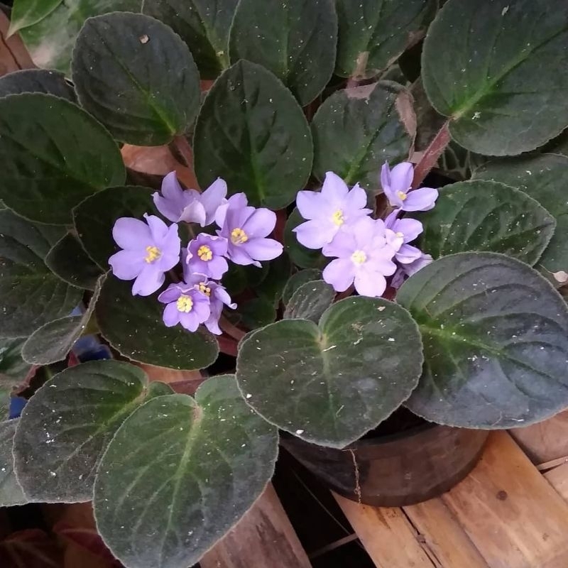 Tanaman hias violces Ungu muda Violet Afrika (African violets)