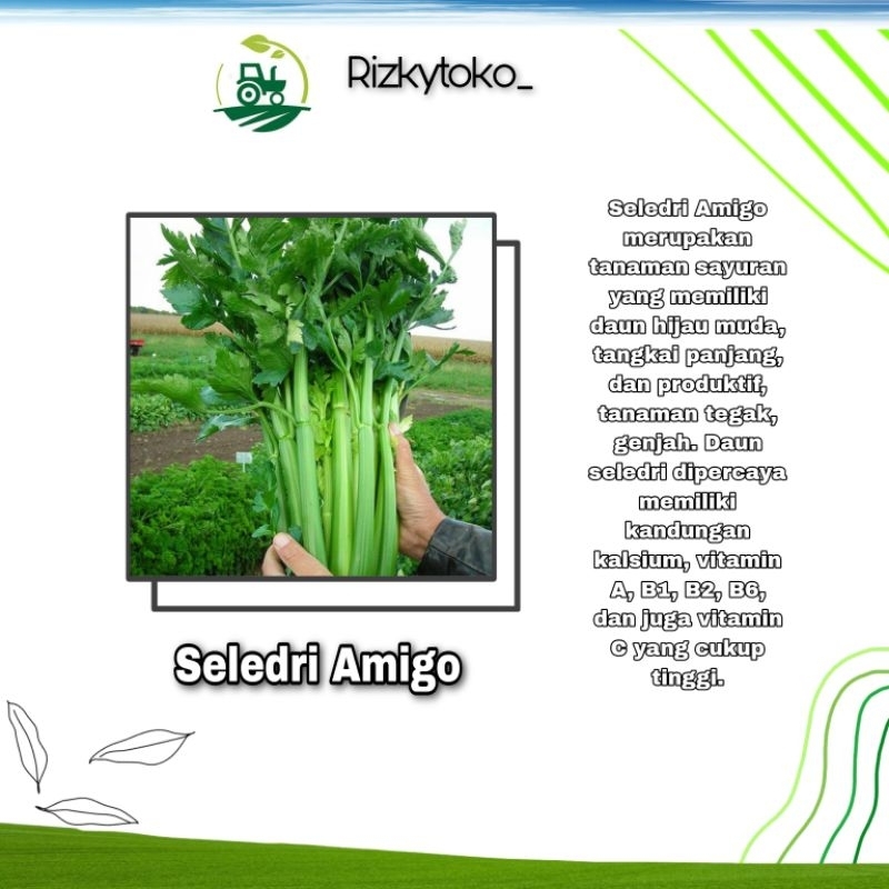 Benih SELEDRI Amigo 150 seed repacking