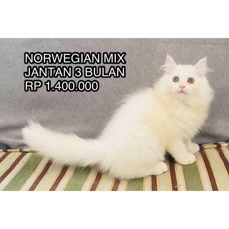 KUCING KITTEN PERSIA HIMALAYA NORWEGIAN MAINECOON RAGDOLL