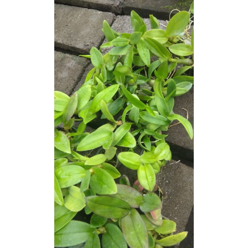 anggrek  dendrobiun  antenatum sedling