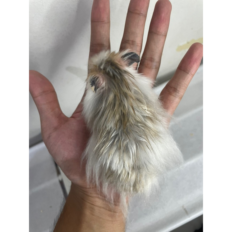 HAMSTER TERBATAS Hamster Syrian Jantan Cream Long Hair Siap Kawin