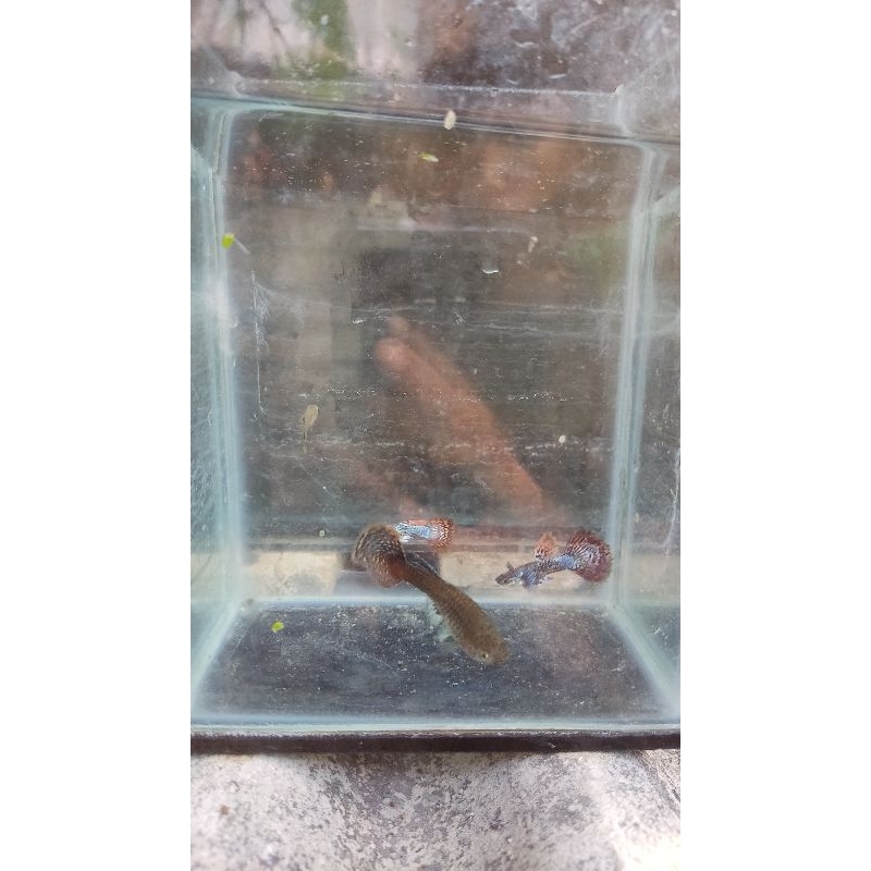 hiasan guppy dragon hm