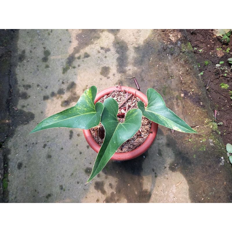 anthurium brownii varigata corong varigata