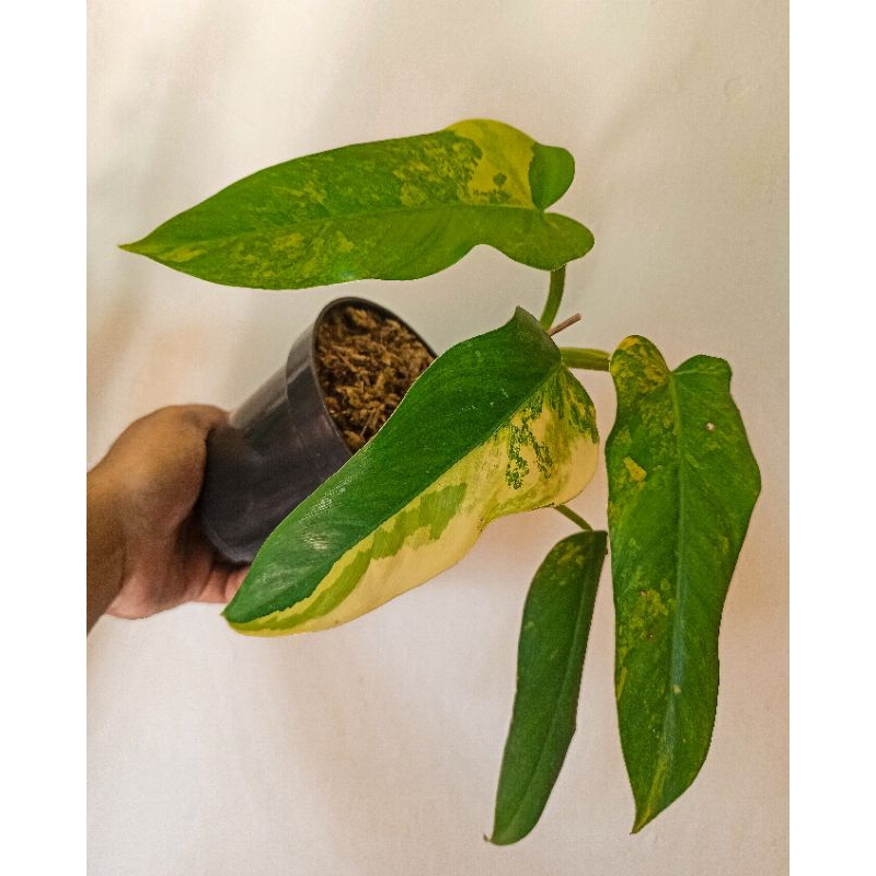 Philodendron Domesticum Variegata