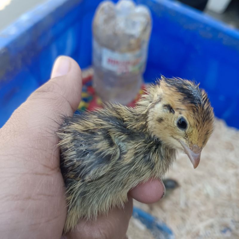 Anak burung puyuh jantan . pakan reptil
