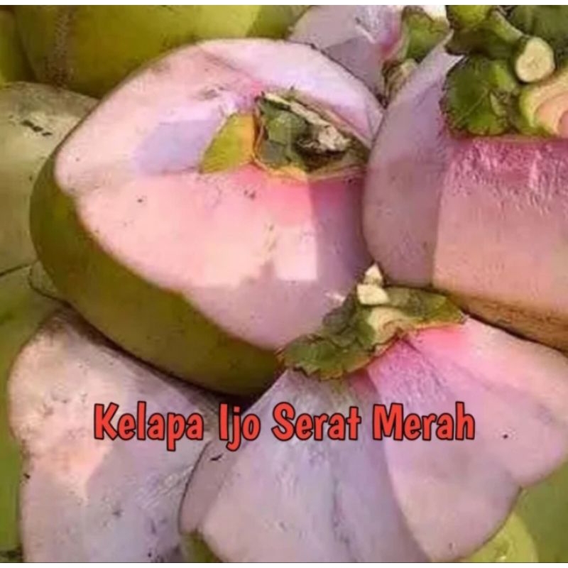 

buah kelapa ijo obat