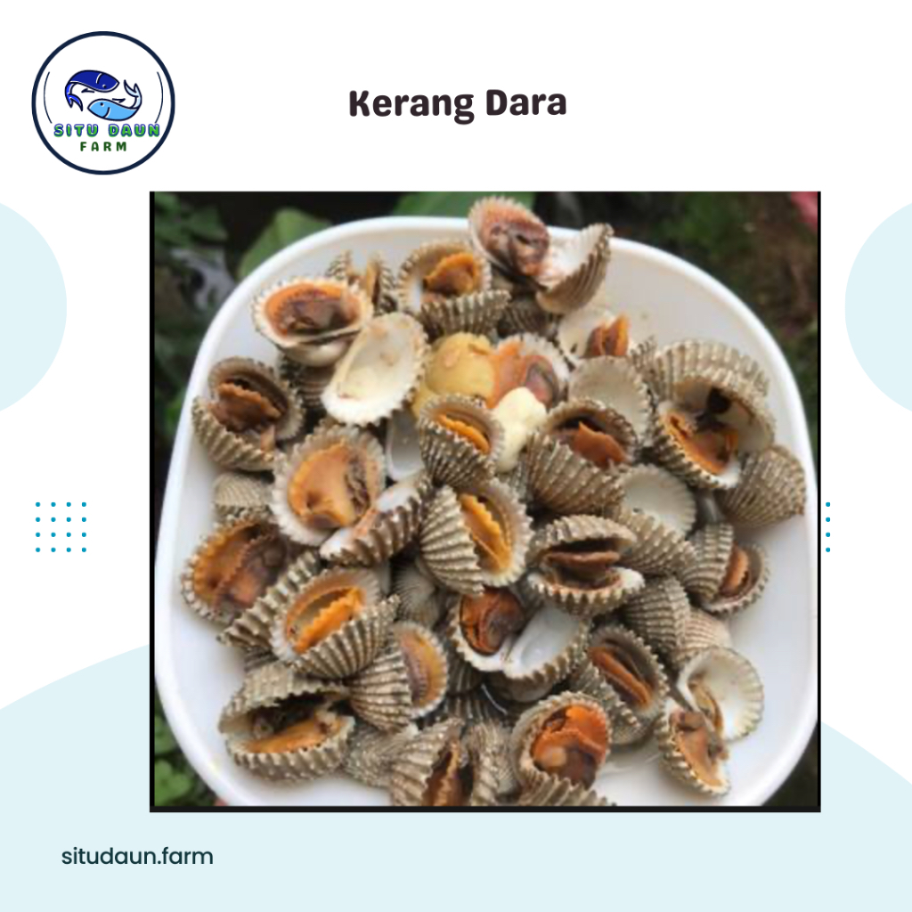 

Kerang Dara 1 Kg (Murah dan Halal)