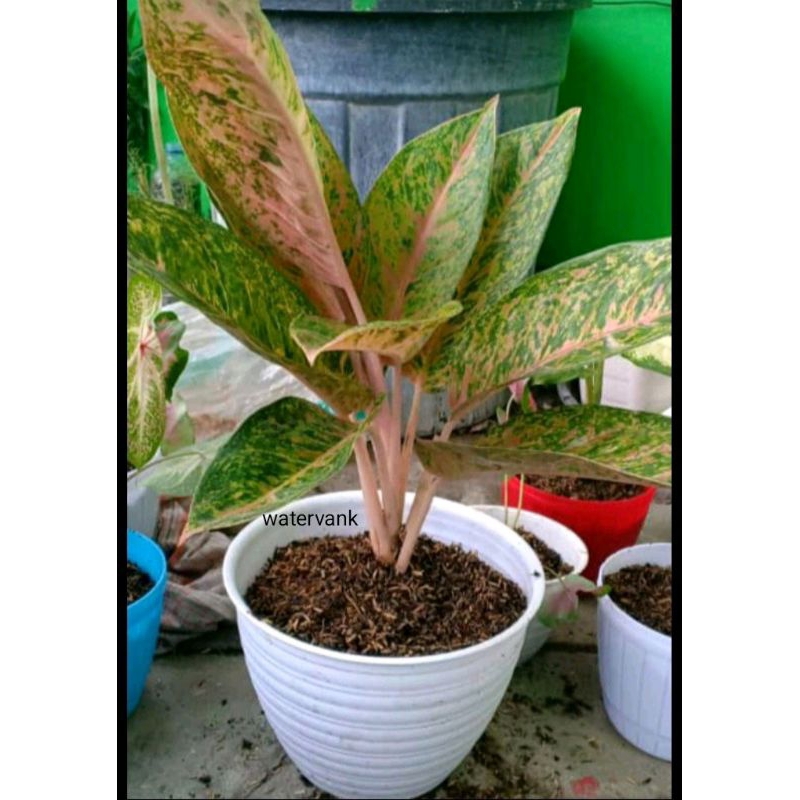 Aglonema big roy / lulaiwan ukuran besar / tananaman hias big roy dewasa