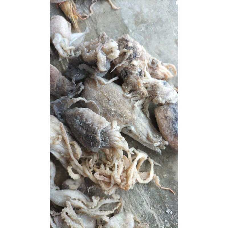 

Cumi bekotak/ bekutak/ sotong asin