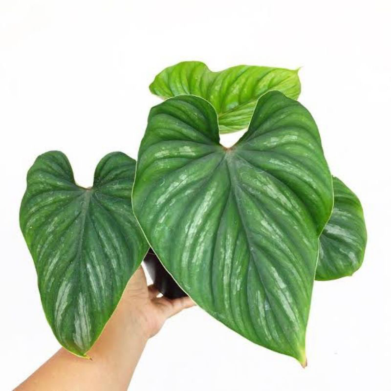 philodendron Plowmanii