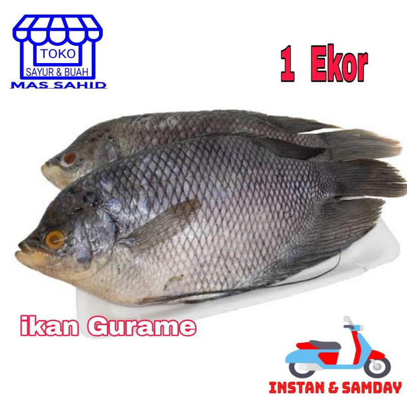 

Ikan Gurame Segar 1 Ekor Ikan Tawar Segar Potong/Utuh