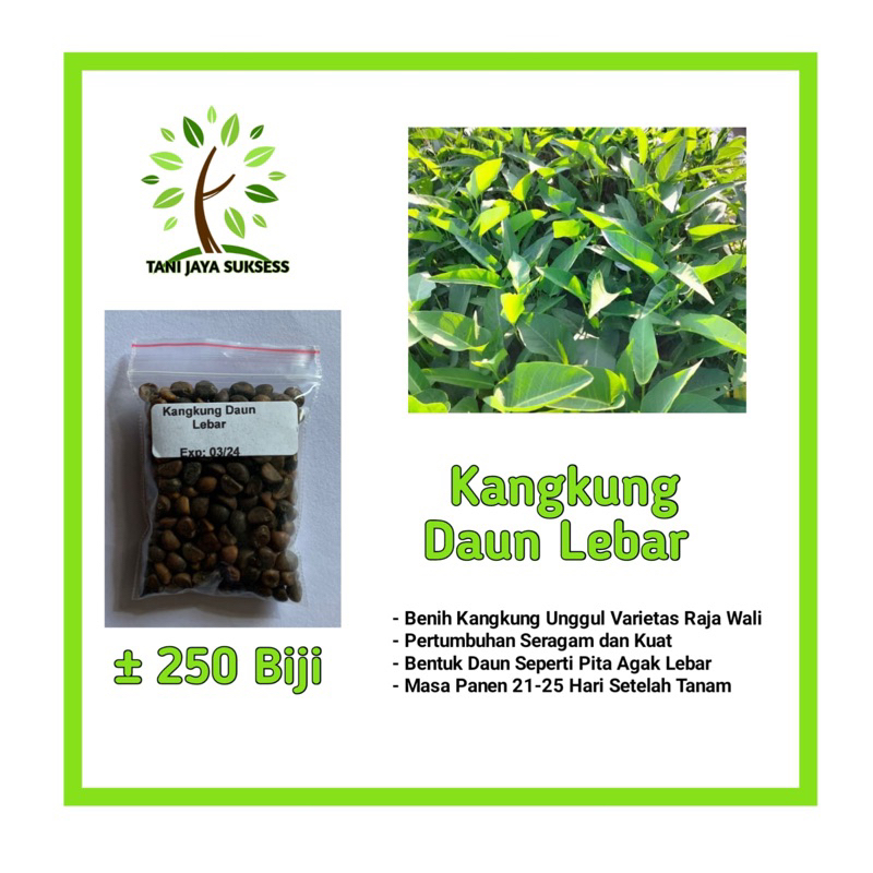160 Benih Kangkung Daun Lebar Benih Kangkung Daun Lebar Unggul Berkualitas Bibit Kangkung Daun Lebar