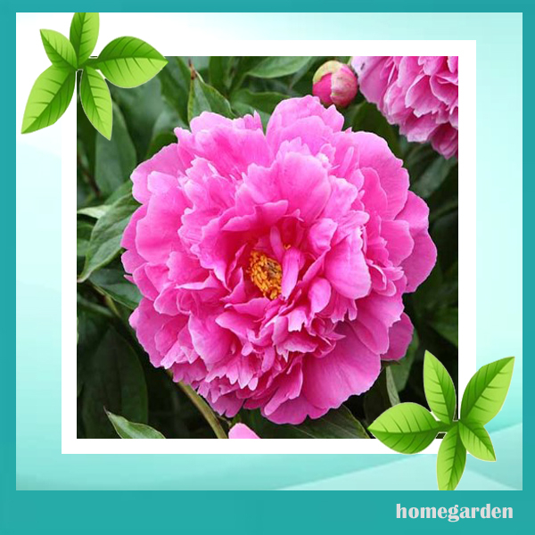 Homegarden Benih Bunga Peony Biji bunga Peony Kemasan Premium