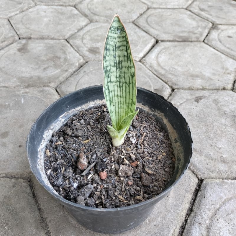 Sansevieria Cleopatra