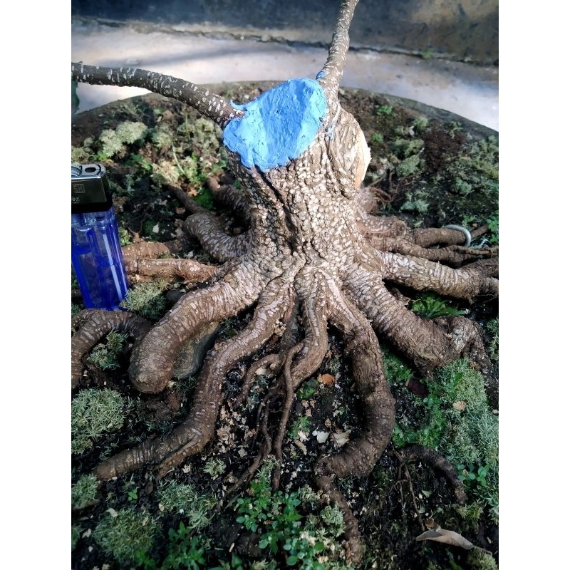 bonsai Kimeng program akar gurita prospek