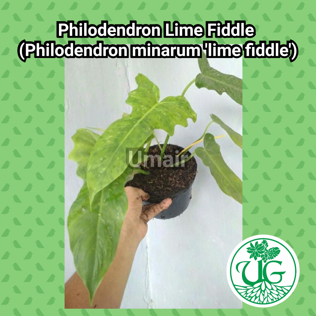Philodendron Lime Fiddle (Philodendron minarum 'lime fiddle')