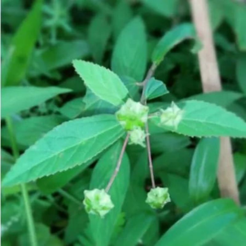 

DUN SIDAGURI SEGAR 250 GRAM