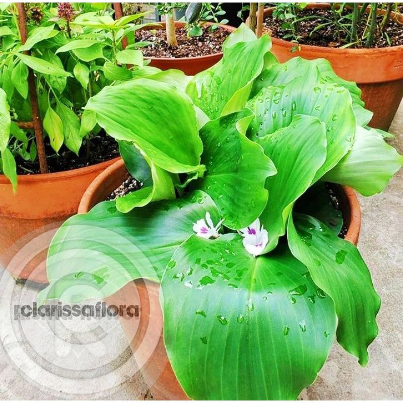 PROMO Tanaman daun kencur - tanaman kencur - pohon kencur rimbun