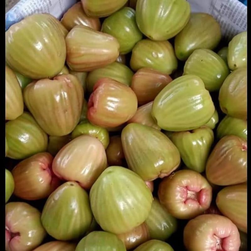 

Jambu Cincalo Hijau Manis 1 Kg