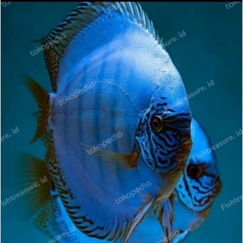 packing styrofoam ( discus blue cobalt)