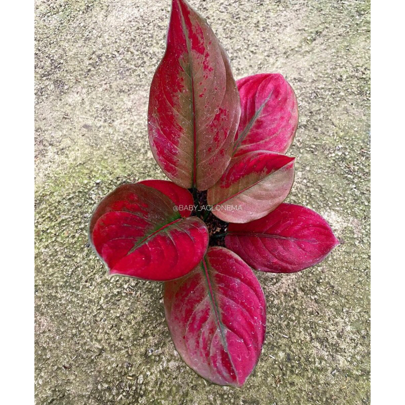 Tanaman hias aglonema Ayunindi anakan - Aglonema ayunindi baby