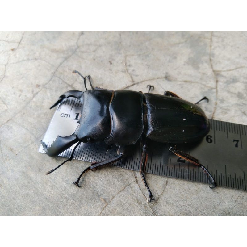 Kumbang capit hidup/stag beetle/dorcus titanus