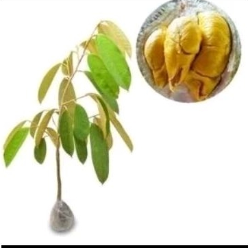 Bibit Durian MusangKing Asli