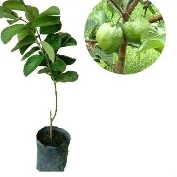 Bibit Jambu biji Bangkok asli