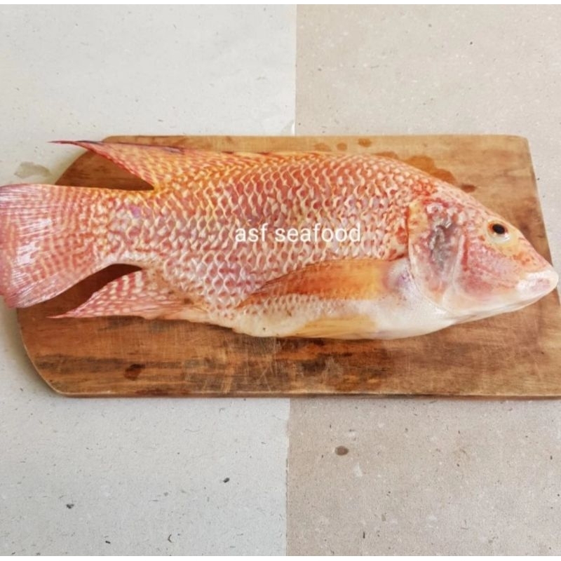 

Ikan Nila Merah dan Hitam / Nile Tilapia