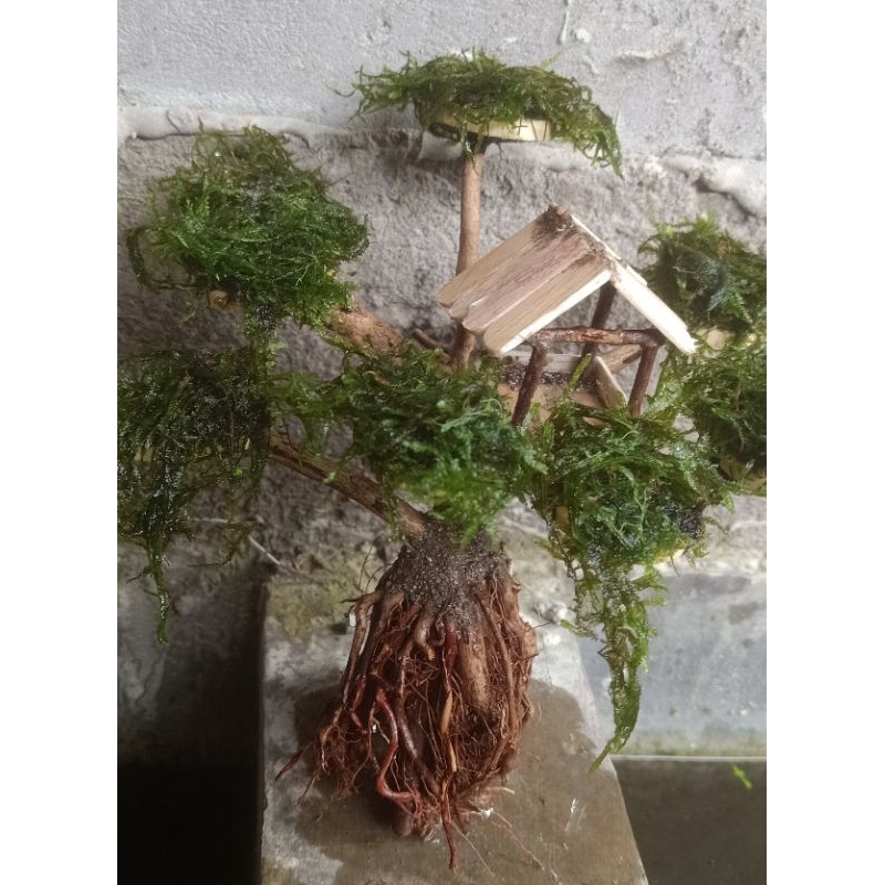 bonsai rumah pohon beringin - aquascape - akar senggani original 100%